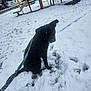 Midnight is registered to the contest to win money with this photo: animal, black_dog, cold, curious, daytime, dog, fur, leash, leash_tug, nature, outdoor, park, pet, play, playground, sitting, slide, snow, snowfall, winter