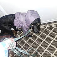 Midnight joined the competition — help win amazing prizes! animal, black_dog, carpet, clothing, cute, dog, eyes, flash, floor, hand, holding, hoodie, indoor, leash, looking_up, pattern, person, pet, puppy, ready