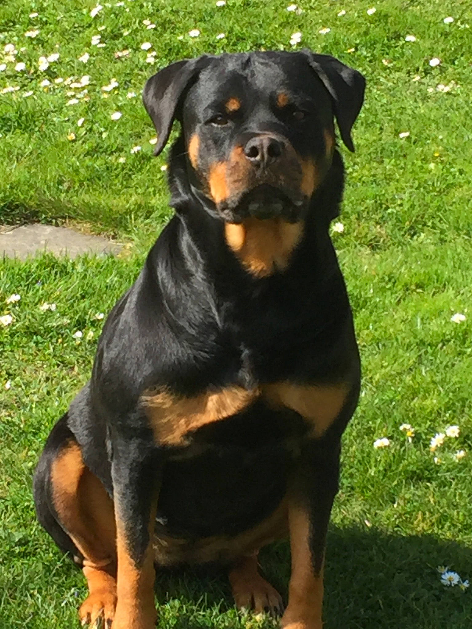 Melba participe au concours pour gagner de l'argent avec cette photo : carnivore, companion_dog, dog, dog_breed, grass, guard_dog, hound, hunting_dog, plant, rottweiler, snout, sporting_group, terrestrial_animal, working_animal, working_dog