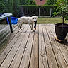 Bao a rejoint le concours — aidez-le/la à gagner de superbes lots ! dog, golden_retriever, toy, wooden_deck, garden, grass, house, roof, plant, potted_plant, tree, outdoor, pet, play, canine, backyard, summer, daylight, nature, animal