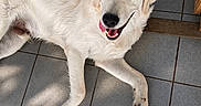 Bao a rejoint le concours — aidez-le/la à gagner de superbes lots ! dog, golden_retriever, puppy, lying_down, tongue_out, happy, pet, animal, floor, tile, shadow, sunlight, indoor, cute, smiling, fur, canine, young, domestic_animal, relaxed