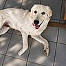 dog, golden_retriever, puppy, lying_down, tongue_out, happy, pet, animal, floor, tile, shadow, sunlight, indoor, cute, smiling, fur, canine, young, domestic_animal, relaxed
