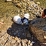 Bao a rejoint le concours — aidez-le/la à gagner de superbes lots ! dog, water, rocks, stream, outdoor, sunlight, harness, person, legs, feet, nature, shallow_water, leash, shadow, relaxing, summer, daylight, animal, pet, riverbed