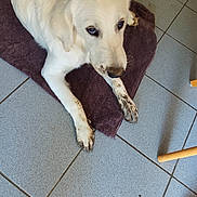 Bao a rejoint le concours — aidez-le/la à gagner de superbes lots ! dog, white_dog, muddy_paws, towel, floor, tile_floor, indoor, pet, lying_down, animal, fur, paw, messy, close_up, guilty_expression, domestic_animal, resting, canine, household, muddied