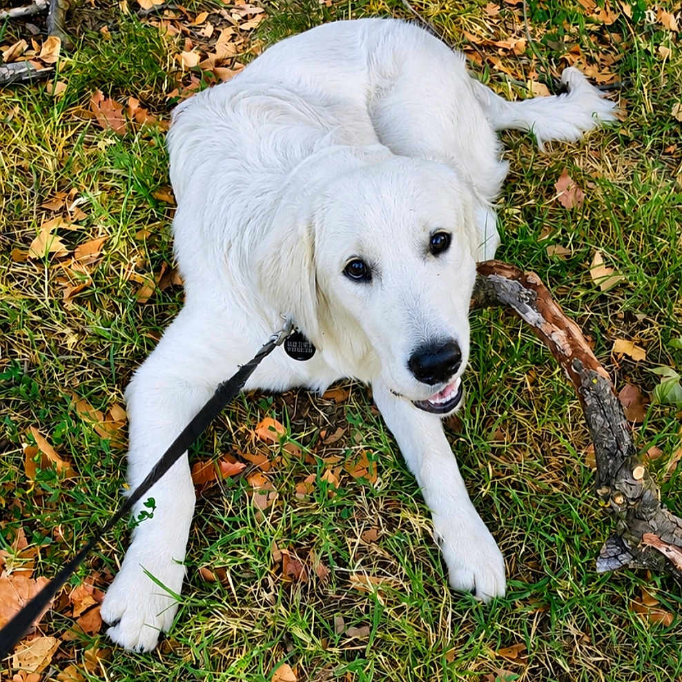 Bao a rejoint le concours — aidez-le/la à gagner de superbes lots ! dog, white_dog, grass, leash, stick, autumn_leaves, outdoor, pet, playful, canine, nature, animal, collar, lying_down, fall, cheerful, fur, friendly, young_dog, daylight