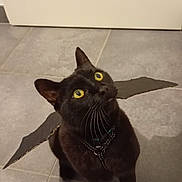 Lulu participe au concours pour gagner de l'argent avec cette photo : black_cat, cat, yellow_eyes, cardboard_wings, harness, pet, floor, tile_floor, indoor, looking_up, curious, animal, mammal, whiskers, ears, domestic_cat, playful, cute, pet_accessory, shadow