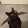 black_cat, cat, yellow_eyes, cardboard_wings, harness, pet, floor, tile_floor, indoor, looking_up, curious, animal, mammal, whiskers, ears, domestic_cat, playful, cute, pet_accessory, shadow
