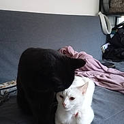 Azuro a rejoint le concours — aidez-le/la à gagner de superbes lots ! black_cat, white_cat, cats, feline, couch, blanket, indoor, pet, animal, resting, friendship, domestic, fur, ears, whiskers, cute, companionship, household, cozy, relaxed