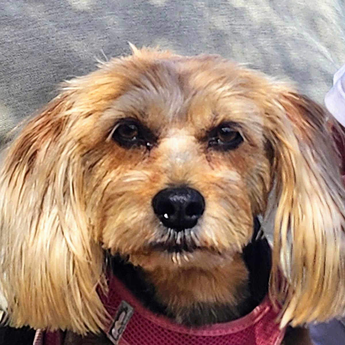 Chipie a rejoint le concours — aidez-le/la à gagner de superbes lots ! adorable, animal, brown_fur, canine, close_up, companion, cute, dog, domestic_animal, ears, face, fluffy, friendly, fur, looking_at_camera, nose, outdoor, pet, pink_harness, portrait