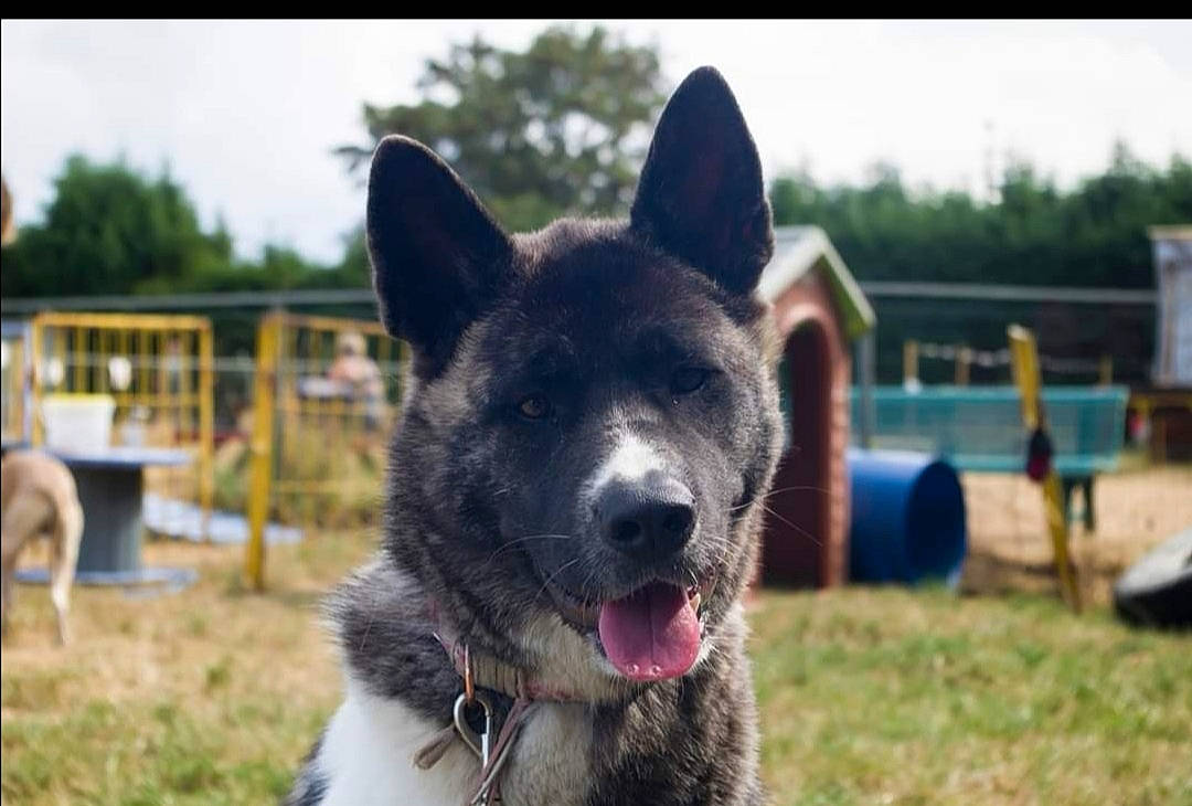 Alpha a rejoint le concours — aidez-le/la à gagner de superbes lots ! akita, canidae, carnivore, dog, dog_breed, kai_ken, mammal, rare_breed_dog, shiloh_shepherd_dog, snout, vertebrate, working_dog