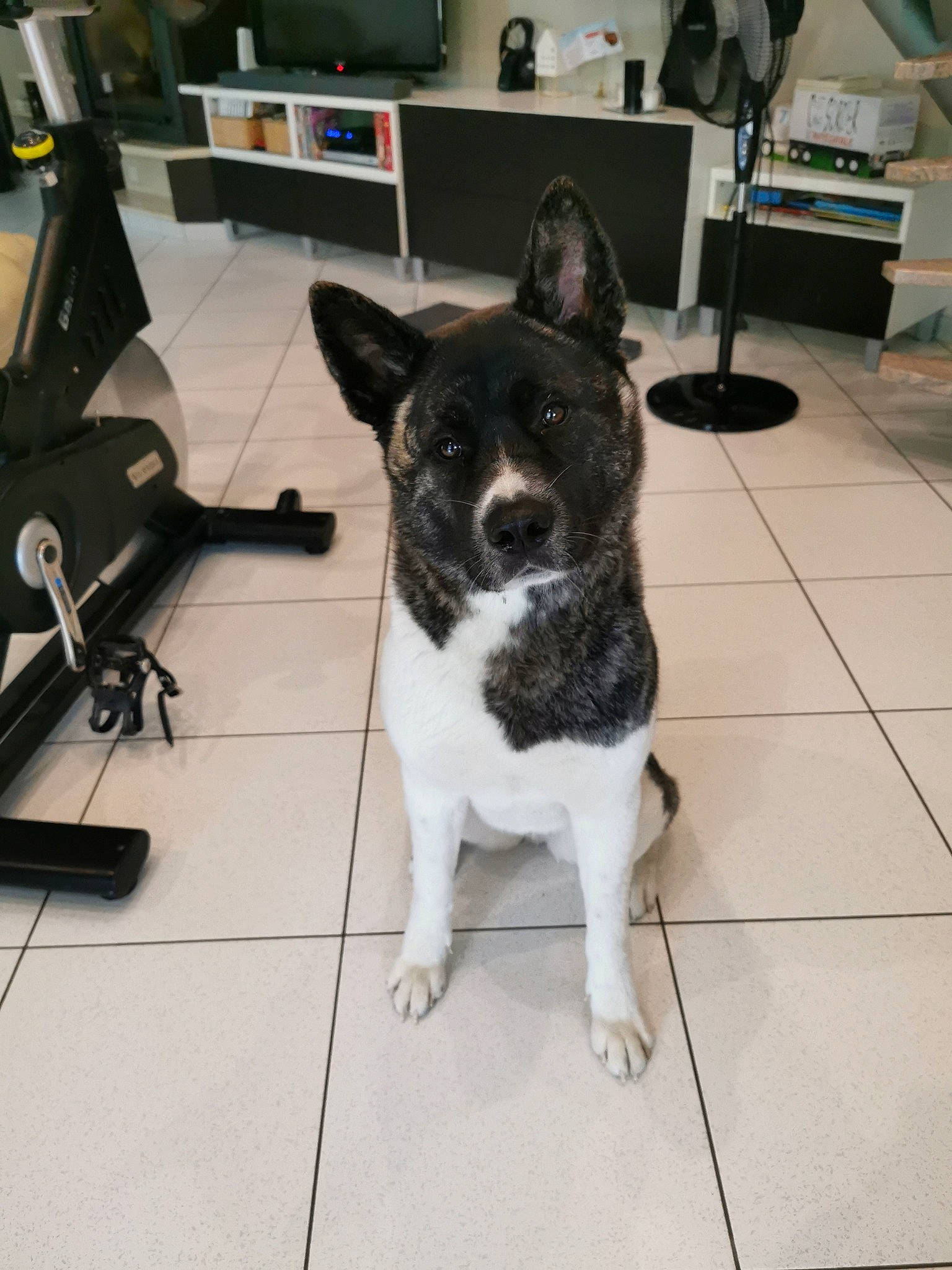 Alpha participe au concours pour gagner de l'argent avec cette photo : akita, canidae, carnivore, companion_dog, dog, dog_breed, karelian_bear_dog, mammal, non_sporting_group, rare_breed_dog, sporting_group, working_dog