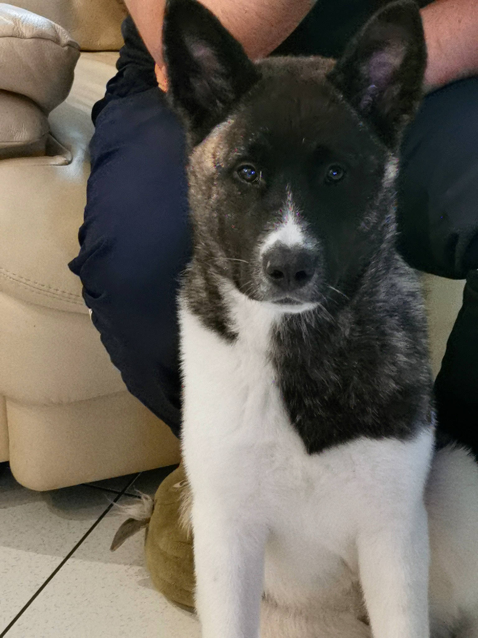 Alpha a rejoint le concours — aidez-le/la à gagner de superbes lots ! akita, canaan_dog, canidae, carnivore, dog, dog_breed, karelian_bear_dog, mammal, rare_breed_dog, russo_european_laika, vertebrate