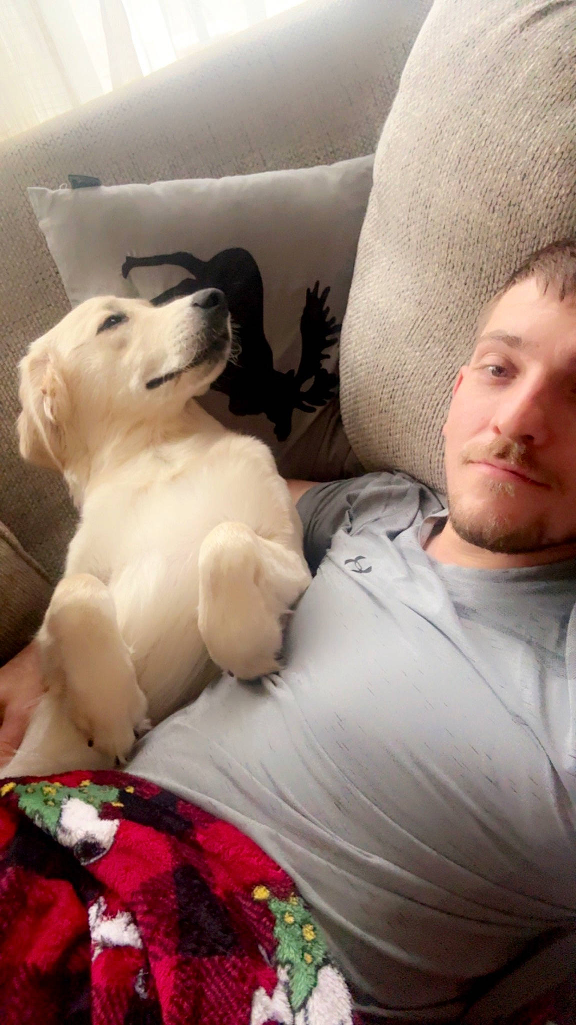 Blitz is registered to the contest to win money with this photo: canidae, carnivore, comfort, companion_dog, couch, dog, dog_breed, fawn, fun, fur, guard_dog, happy, linens, nap, puppy_love, selfie, sitting, sporting_group, t_shirt, toy_dog