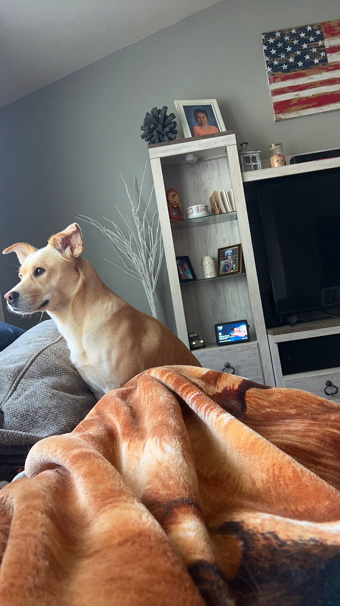 Shiloh is registered to the contest to win money with this photo: art, carnivore, comfort, companion_dog, dog, dog_breed, fawn, felidae, flag, flag_day_usa, flag_of_the_united_states, flooring, picture_frame, shelf, shelving, small_to_medium_sized_cats, snout, tail, whiskers, wood