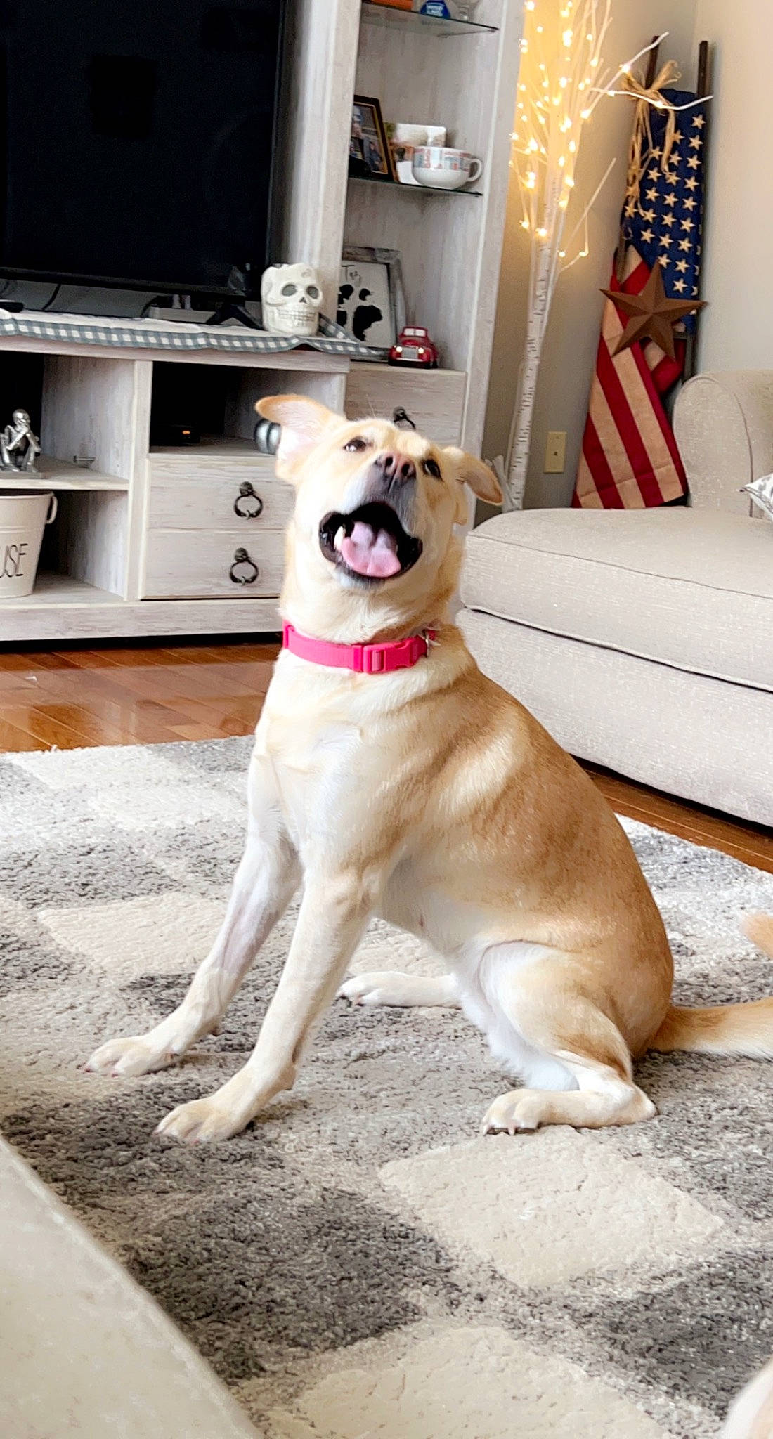 Shiloh joined the competition — help win amazing prizes! cabinetry, canidae, carnivore, collar, companion_dog, dog, dog_breed, dog_collar, dog_supply, drawer, fawn, flooring, fur, home_appliance, kitchen_appliance, living_room, snout, sporting_group, tail, working_animal