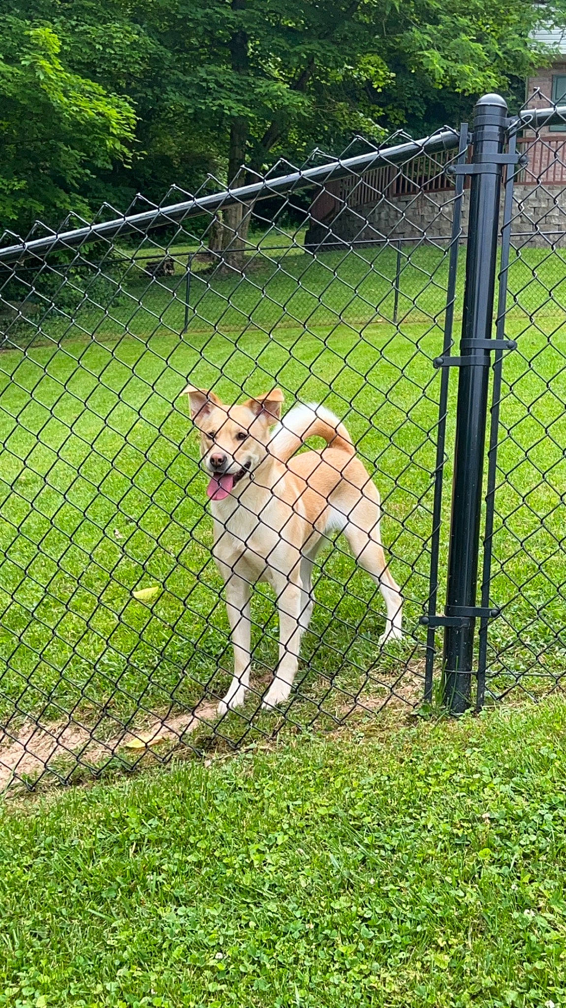 Shiloh joined the competition — help win amazing prizes! carnivore, chain_link_fencing, companion_dog, dog, dog_breed, fawn, fence, grass, groundcover, home_fencing, mammal, mesh, pet_supply, plant, snout, tail, terrestrial_animal, tree, vertebrate, wire_fencing