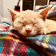 Bean joined the competition — help win amazing prizes! cat, kitten, sleeping, closeup, indoor, blanket, plaid, orange_cat, pet, cozy, cute, fur, paw, relaxed, resting, domestic_animal, soft, warm, animal, portrait