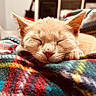 cat, kitten, sleeping, closeup, indoor, blanket, plaid, orange_cat, pet, cozy, cute, fur, paw, relaxed, resting, domestic_animal, soft, warm, animal, portrait