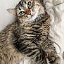 cat, tabby_cat, green_eyes, fluffy_fur, whiskers, soft_blanket, indoor, pet, curious, relaxed, close_up, feline, animal, cute, sleepy, resting, cozy, fur_pattern, paw, portrait