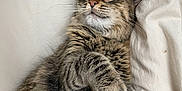 Pickles is registered to the contest to win money with this photo: cat, tabby, fluffy, pet, animal, lying_down, white_sheet, relaxed, paws, fur, whiskers, ears, cute, domestic_cat, sleepy, bed, cozy, resting, indoor, closeup