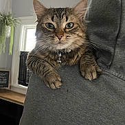 Pickles joined the competition — help win amazing prizes! cat, tabby_cat, pet, indoor, gray_sweatshirt, collar, bell, furry, whiskers, green_eyes, close_up, cute, animal, domestic_cat, face, paws, houseplant, window, furniture, cozy