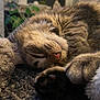 tabby_cat, sleeping, close_up, whiskers, paw, fur, indoor, blanket, cozy, relaxed, pet, animal, mammal, soft, resting, texture, home, blurred_background, warm_lighting, domestic_cat