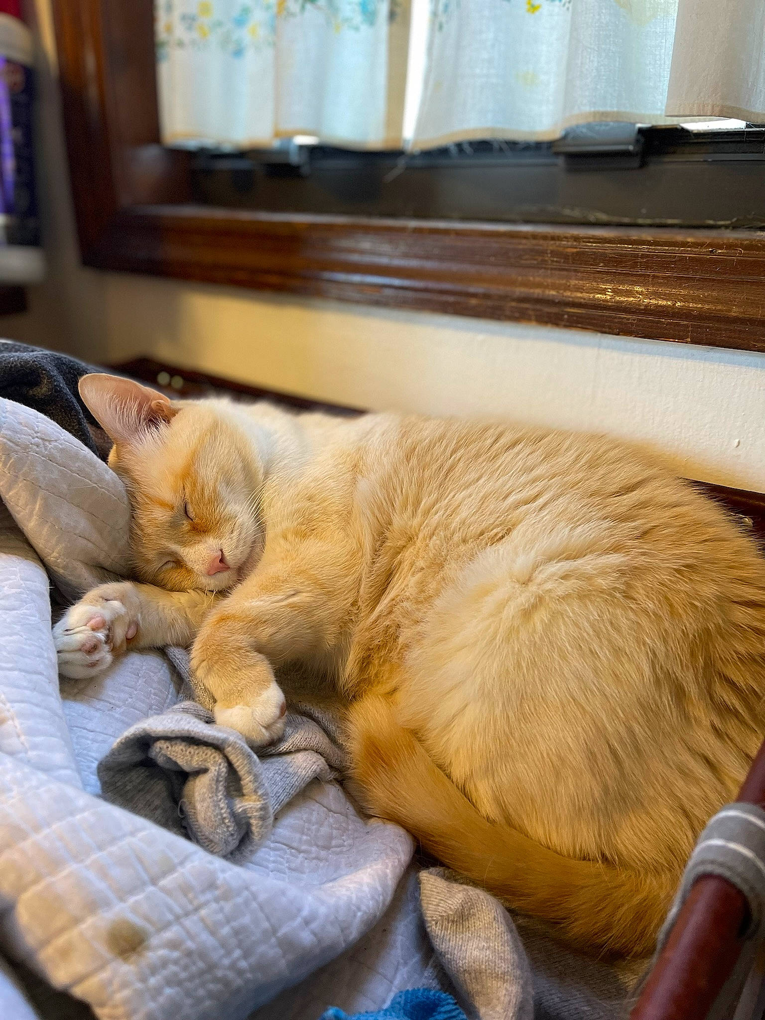 Stimkee is registered to the contest to win money with this photo: carnivore, cat, claw, comfort, curtain, domestic_short_haired_cat, fawn, felidae, flooring, fur, linens, nap, room, small_to_medium_sized_cats, snout, sporting_group, tail, whiskers, window, wood