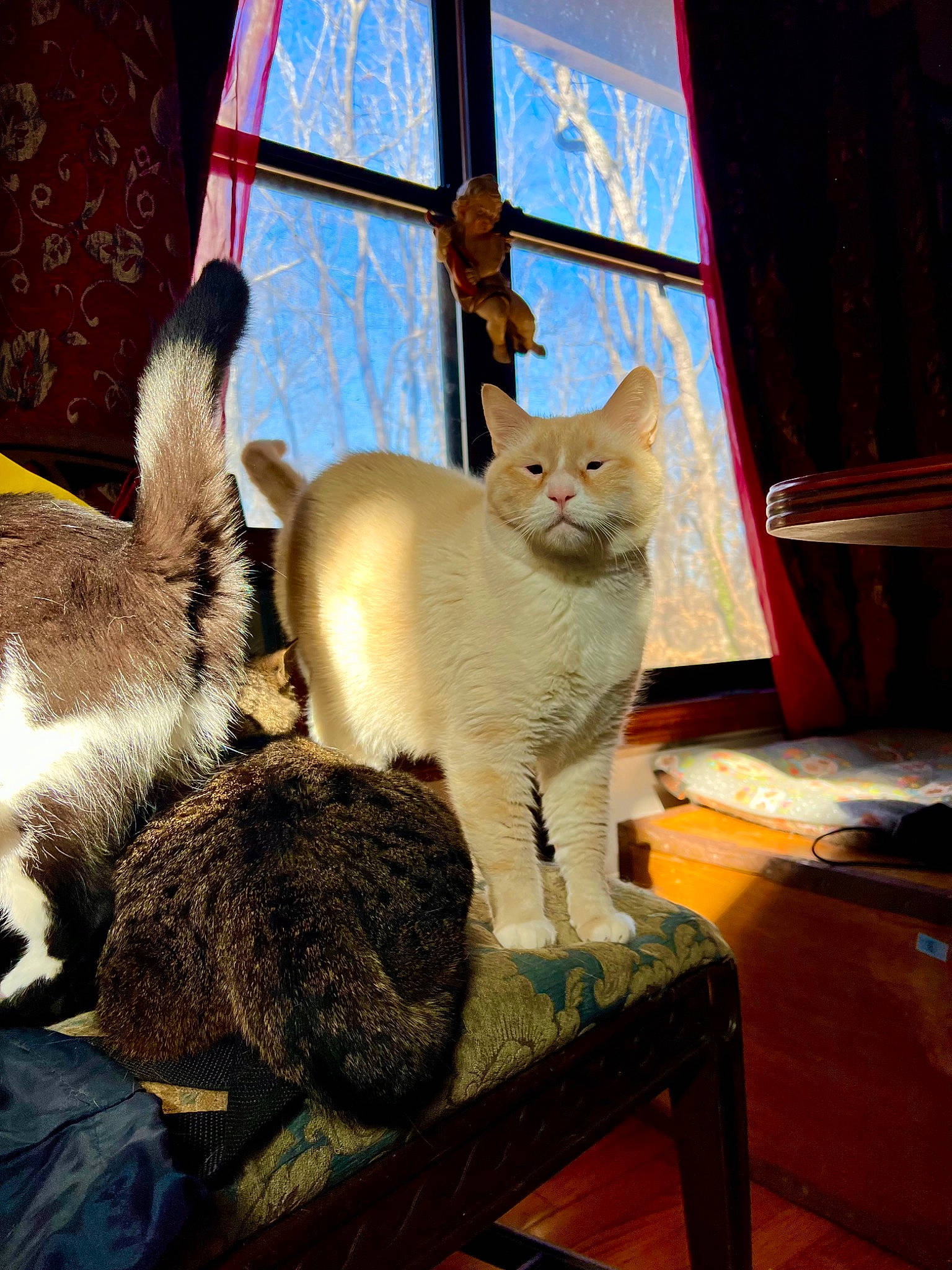 Stimkee is registered to the contest to win money with this photo: carnivore, cat, cat_supply, chair, comfort, curtain, domestic_short_haired_cat, fawn, felidae, fur, hardwood, paw, room, small_to_medium_sized_cats, snout, table, tail, whiskers, window, wood