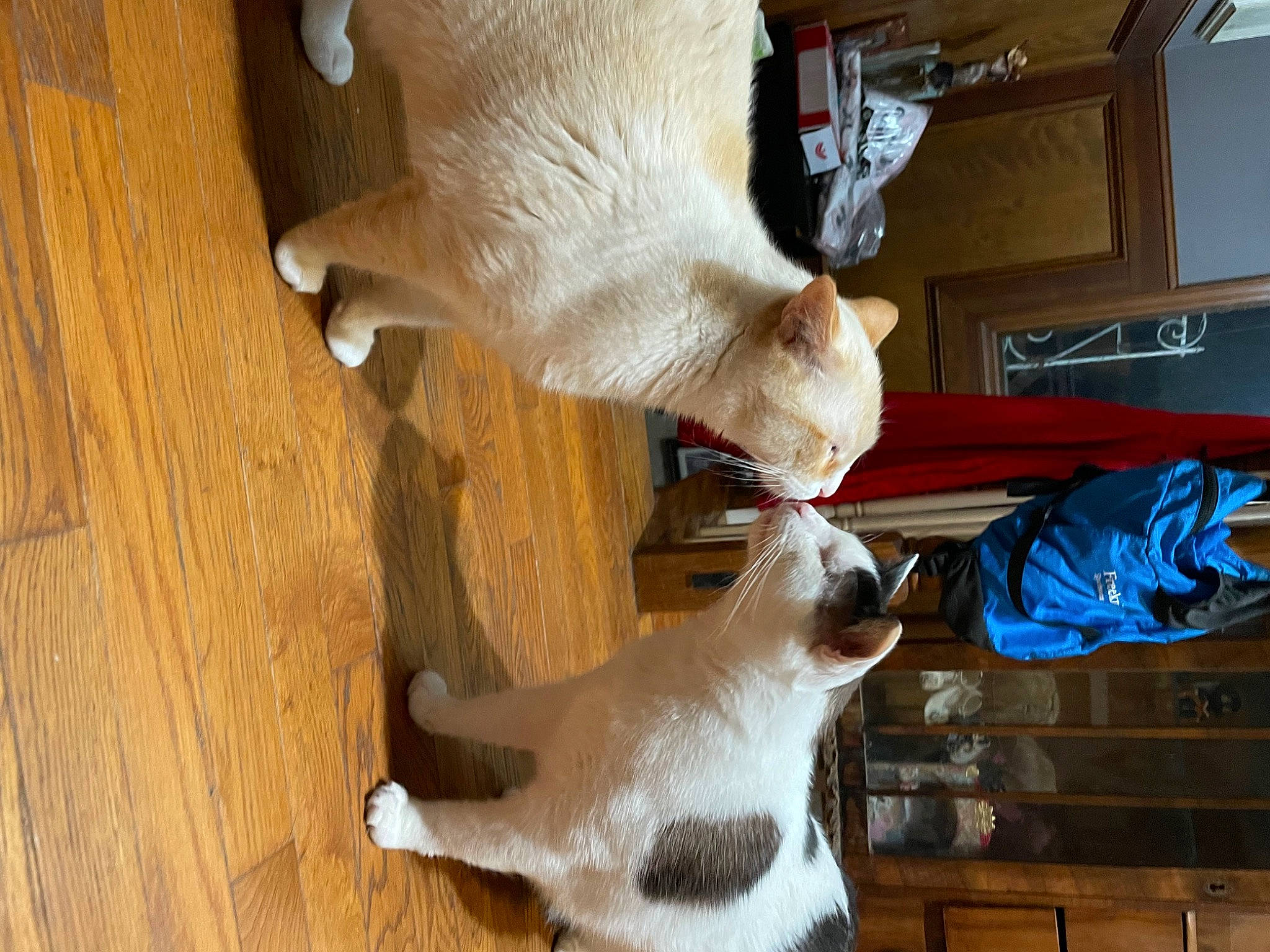 Stimkee is registered to the contest to win money with this photo: carnivore, cat, companion_dog, dog, dog_breed, fawn, felidae, flooring, fur, hardwood, mammal, small_to_medium_sized_cats, snout, sporting_group, tail, vertebrate, whiskers, white, wood, working_animal