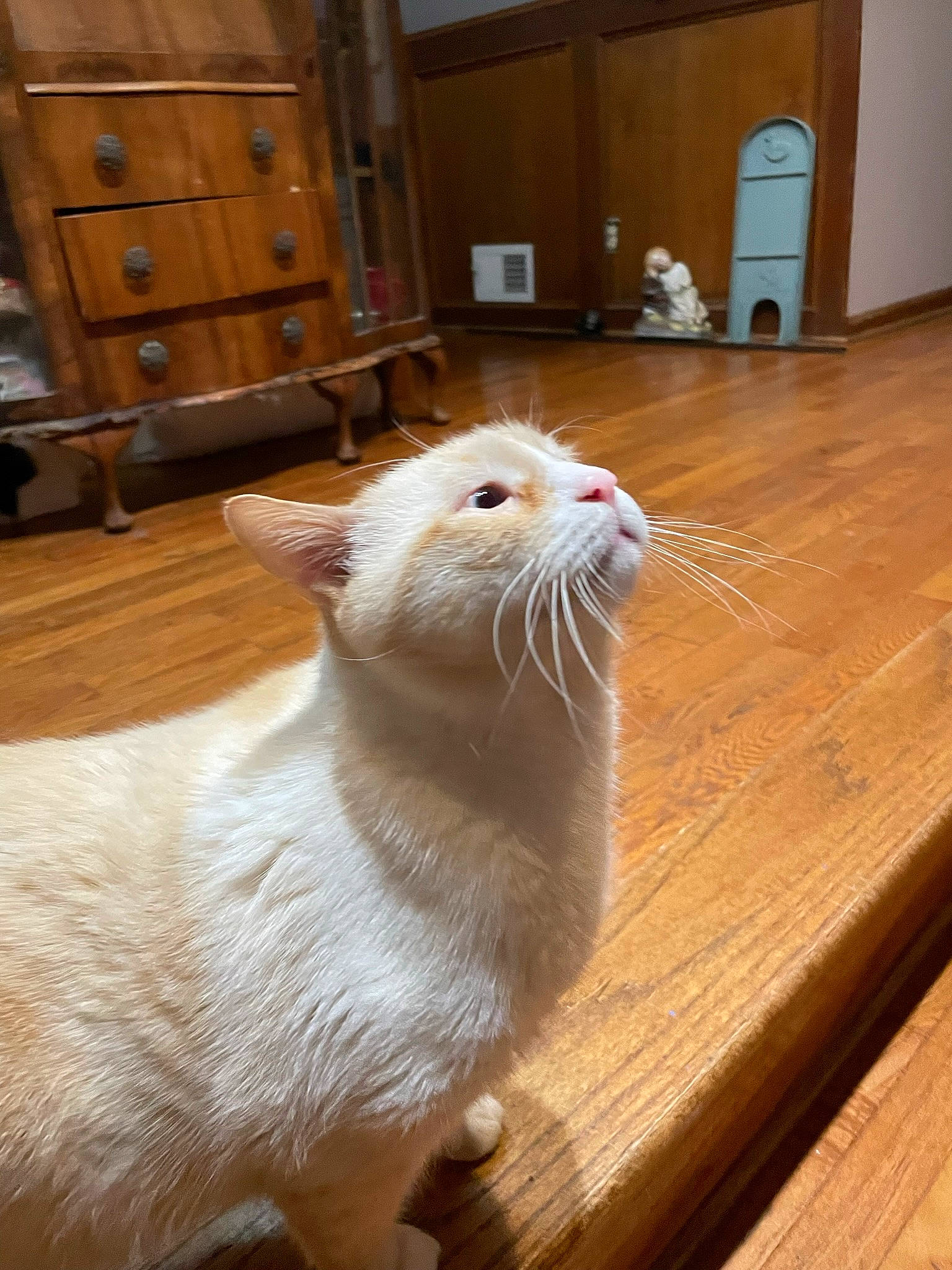 Stimkee joined the competition — help win amazing prizes! cabinetry, carnivore, cat, comfort, cupboard, drawer, dresser, fawn, felidae, floor, flooring, hardwood, small_to_medium_sized_cats, snout, tail, varnish, whiskers, window, wood, wood_stain