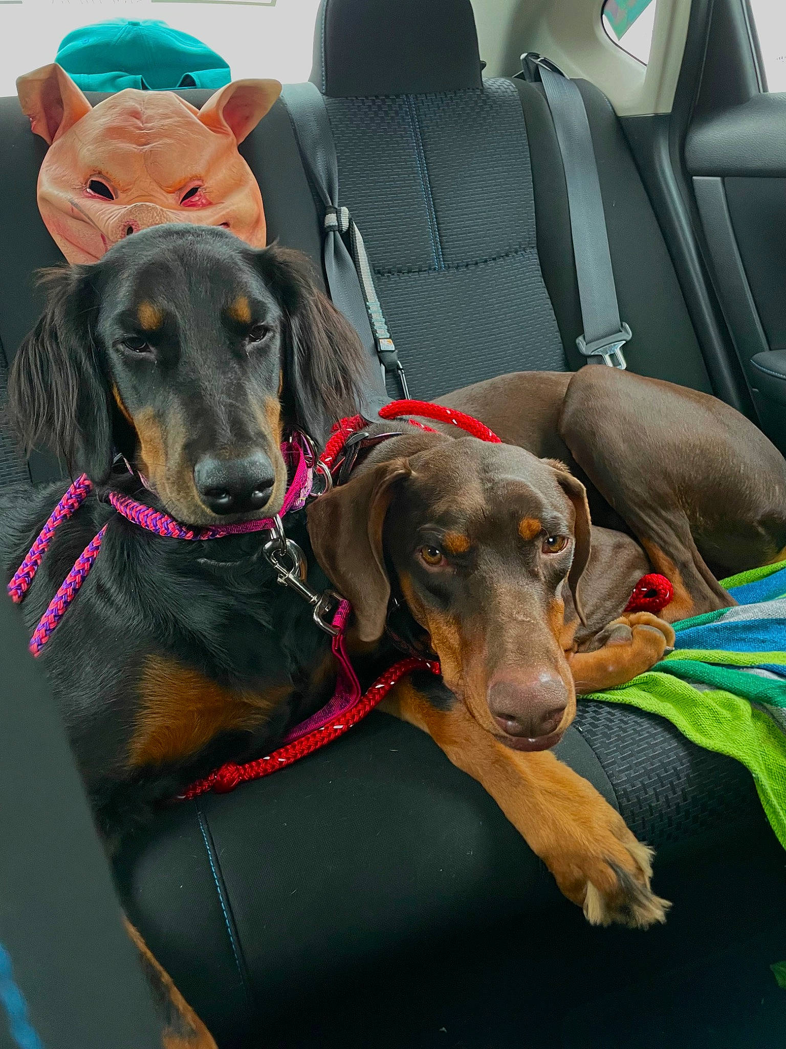 Nova joined the competition — help win amazing prizes! auto_part, automotive_exterior, car, car_seat, car_seat_cover, carnivore, collar, companion_dog, dog, dog_breed, dog_collar, dog_supply, head_restraint, liver, mammal, snout, vehicle, vehicle_door, vertebrate, working_animal