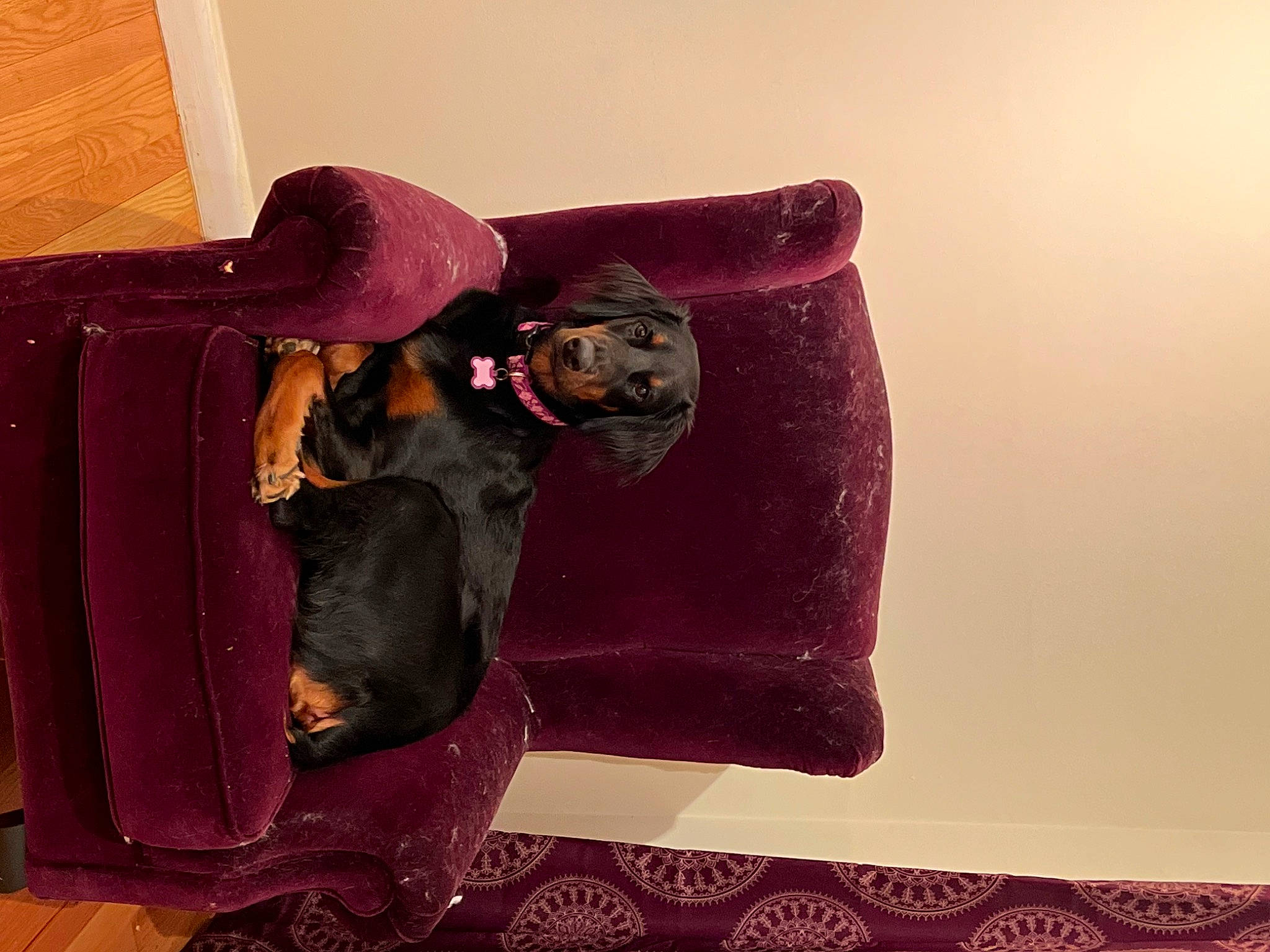 Nova is registered to the contest to win money with this photo: bag, carmine, carnivore, chair, comfort, couch, fashion_accessory, fedora, handbag, hat, linens, luggage_and_bags, magenta, pink, purple, rectangle, sleeve, tints_and_shades, violet, wood