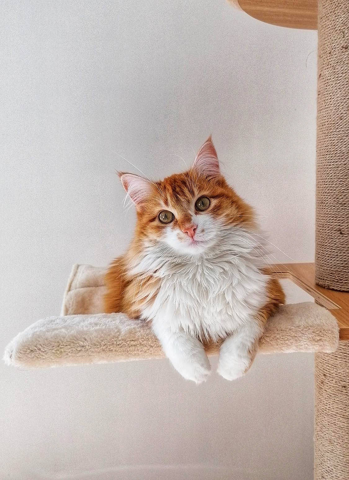 Robine a rejoint le concours — aidez-le/la à gagner de superbes lots ! box, carnivore, cat, claw, domestic_short_haired_cat, door, fawn, felidae, flooring, fur, paw, sitting, small_to_medium_sized_cats, snout, tail, terrestrial_animal, tree, whiskers, window, wood