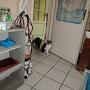 Doucette participe au concours pour gagner de l'argent avec cette photo : animal, animal_eyes_glowing, cat, cleaning_equipment, domestic_cat, door, door_handle, floor_tiles, furniture, glowing_eyes, home_interior, house, household_items, indoor, pets, room, shelf, tile_floor, two_animals, vacuum_cleaner