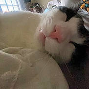 Snow joined the competition — help win amazing prizes! cat, black_and_white, close_up, sleeping, nose, whiskers, blanket, indoor, soft_light, cozy, pet, fur, resting, nap, window, relaxation, cute, animal, domestic_cat, feline
