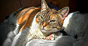 Chipie participe au concours pour gagner de l'argent avec cette photo : blanket, cat, companion, cozy, domestic, feline, fur, green_eyes, indoor, orange, paw, pet, relaxed, resting, sleepy, soft, striped, sunlight, whiskers, white