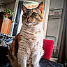 animal, bed, calico_cat, cat, closeup, cozy, curious, domestic_animal, door, fur, furniture, indoor, mammal, pet, plant, portrait, red_chair, sitting, whiskers, window