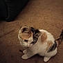 animal, carpet, cat, cozy, curious, cute, domestic, feline, floor, fur, household, indoor, kitten, pet, sitting, small, soft_light, tricolor, whiskers, young