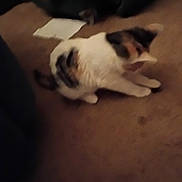 Kallie Cat is registered to the contest to win money with this photo: animal, blurred, brown_floor, calico, cat, domestic_animal, ear, feline, floor, four_legs, fur, indoor, out_of_focus, paper, pet, quiet, resting, sitting, tail, whiskers