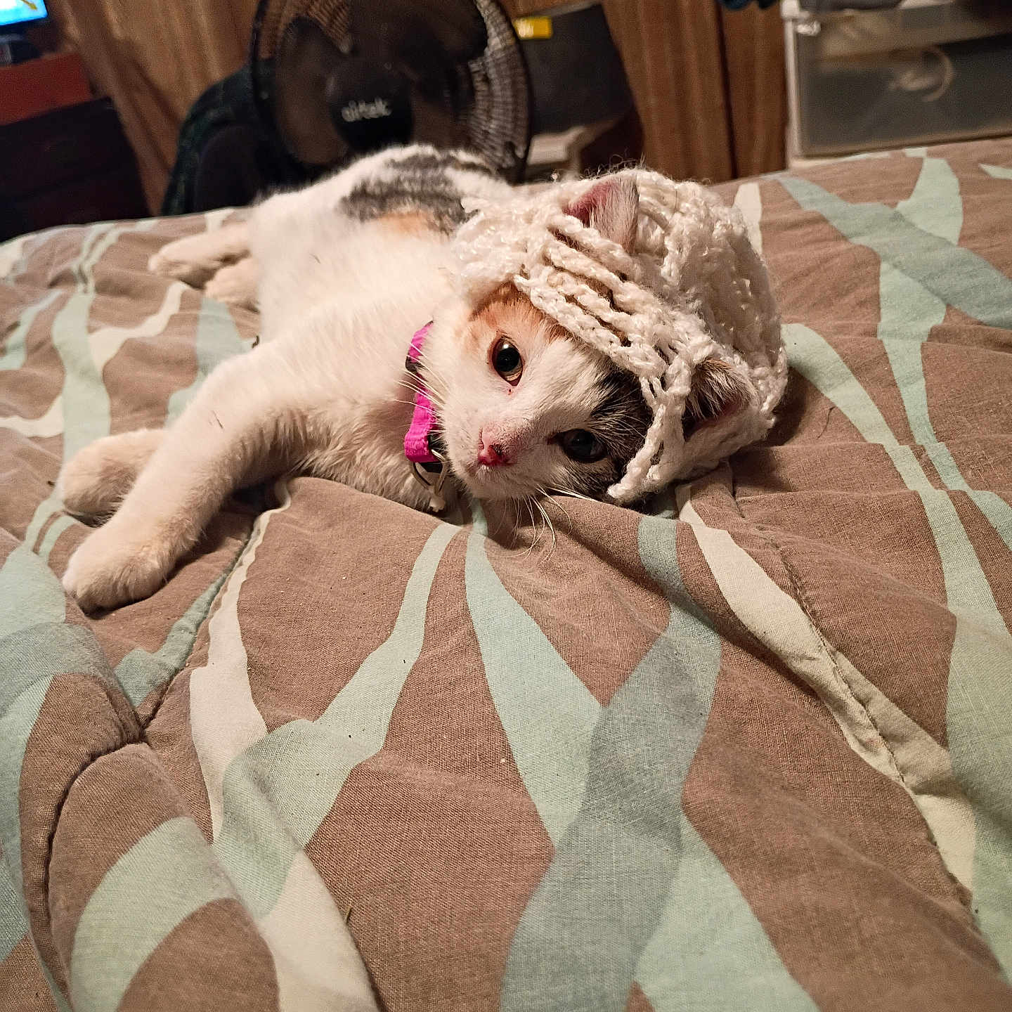 Kallie Cat