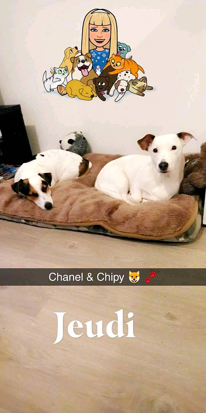 Chipy participe au concours pour gagner de l'argent avec cette photo : carnivoran, cat, dog, dog_breed, dog_breed_group, dog_like_mammal, flooring, furniture, joy, person, photo_caption, play, product, puppy, puppy_love, snout