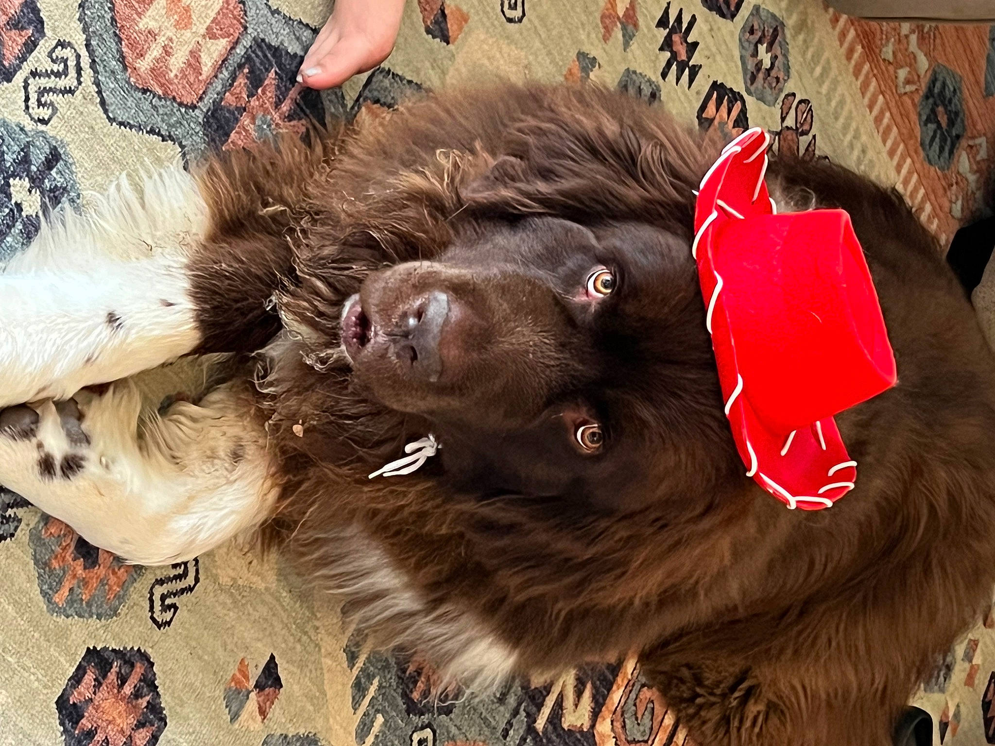 Dug is registered to the contest to win money with this photo: art, canidae, carnivore, claw, companion_dog, dog_breed, fawn, felidae, fur, liver, natural_material, pattern, paw, small_to_medium_sized_cats, snout, sporting_group, tail, terrestrial_animal, whiskers, working_animal