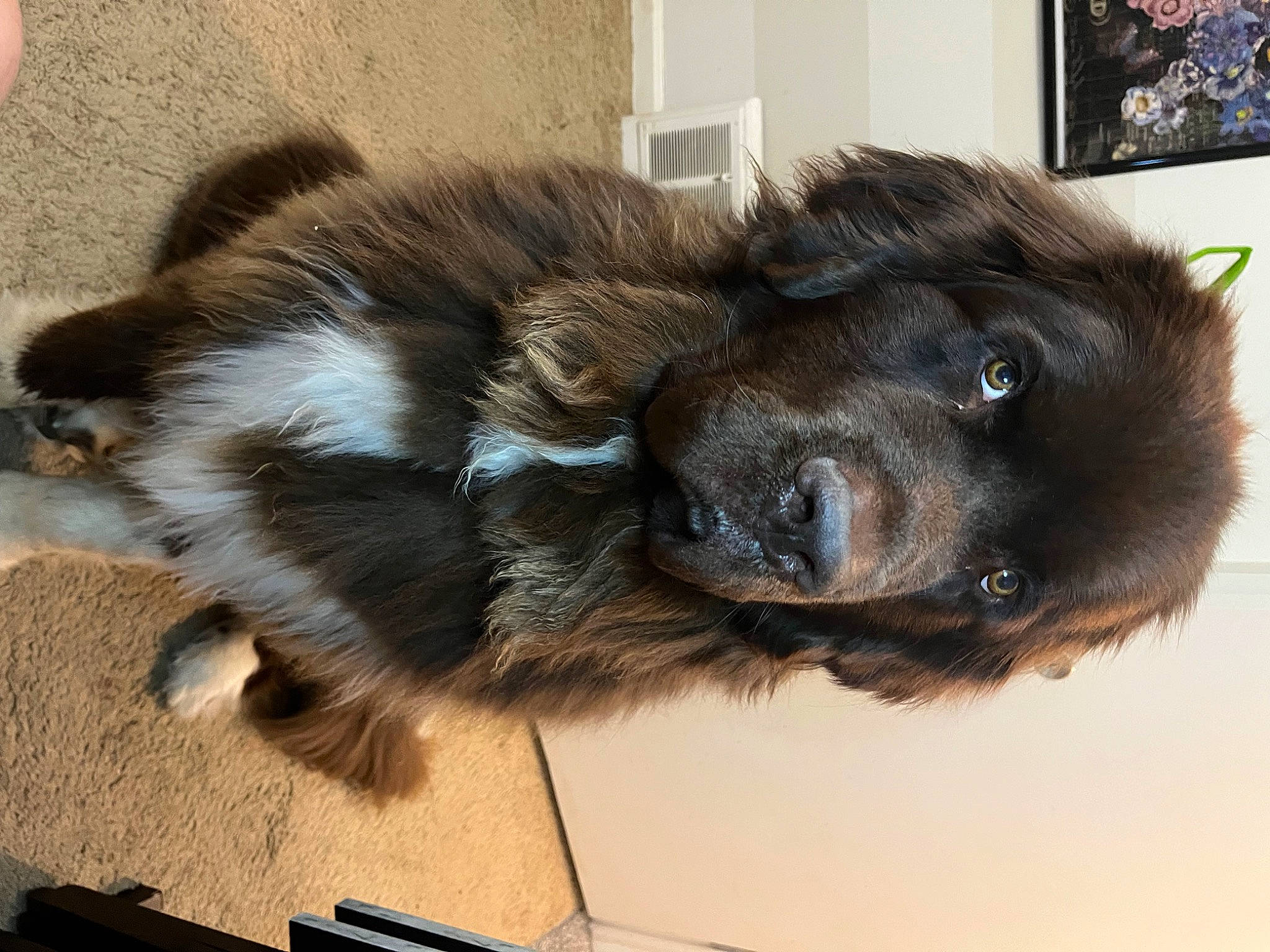 Dug is registered to the contest to win money with this photo: canidae, carnivore, claw, companion_dog, dog, dog_breed, estrela_mountain_dog, fawn, fur, led_backlit_lcd_display, liver, paw, picture_frame, snout, sporting_group, tail, television, terrestrial_animal, whiskers, working_animal