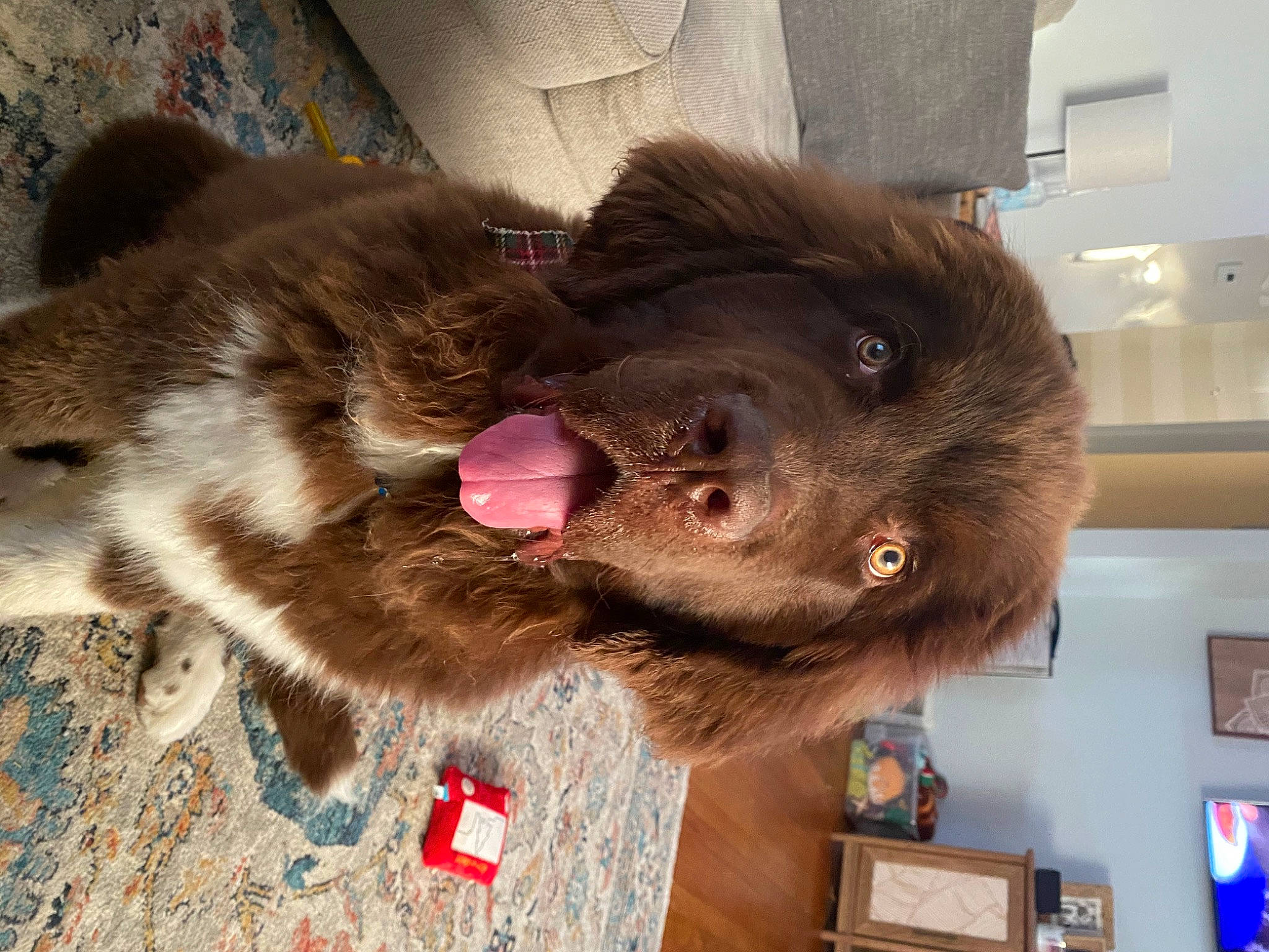 Dug joined the competition — help win amazing prizes! canidae, carnivore, collar, companion_dog, dog, dog_breed, ear, fawn, felidae, fur, liver, picture_frame, small_to_medium_sized_cats, snout, sporting_group, tail, terrestrial_animal, vertebrate, whiskers, working_animal