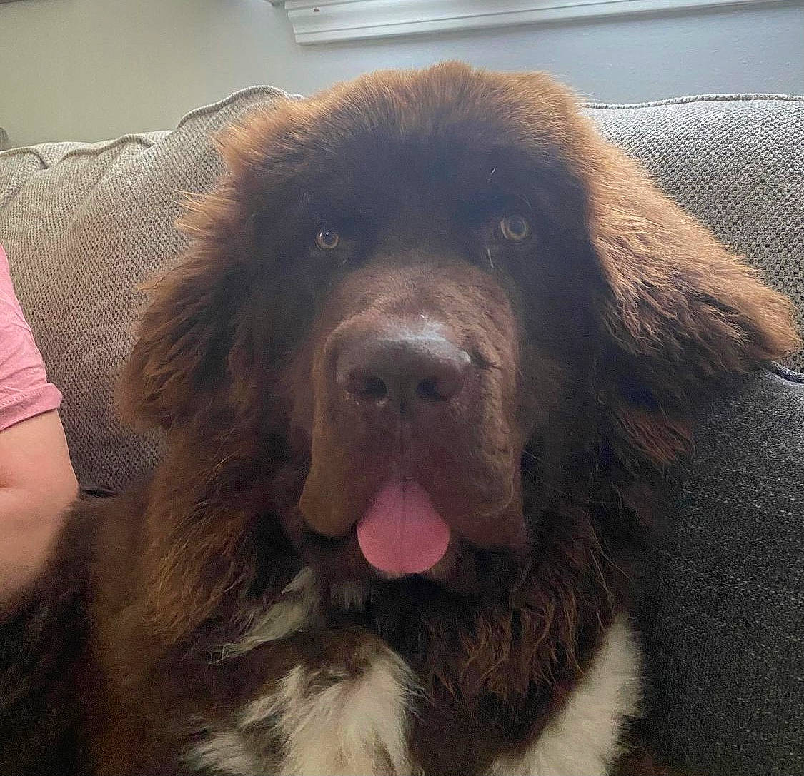 Dug is registered to the contest to win money with this photo: ancient_dog_breeds, canidae, carnivore, companion_dog, dog, dog_breed, fur, gaddi_kutta, giant_dog_breed, guard_dog, liver, snout, sporting_group, terrestrial_animal, tibetan_mastiff, working_animal, working_dog