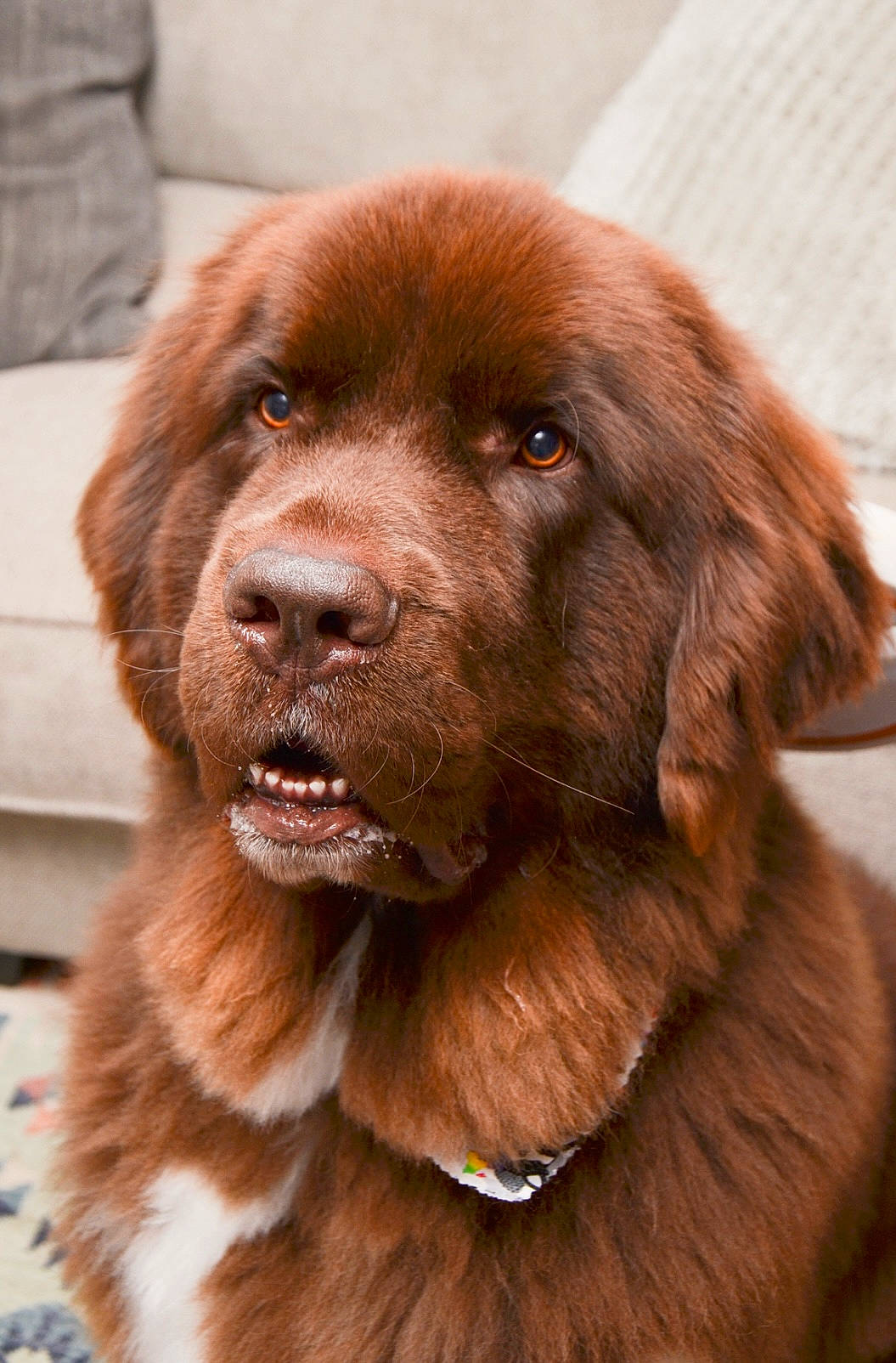 Dug joined the competition — help win amazing prizes! ancient_dog_breeds, canidae, carnivore, collar, companion_dog, dog, dog_breed, dog_collar, fawn, fur, hunting_dog, liver, snout, sporting_group, terrestrial_animal, whiskers, working_animal