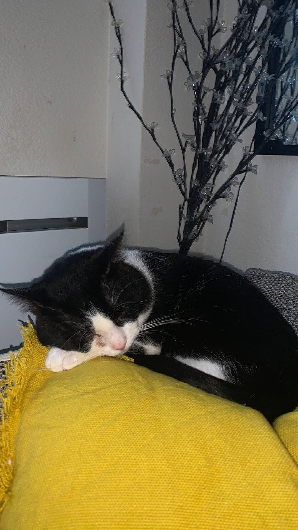 Noopy participe au concours pour gagner de l'argent avec cette photo : carnivore, cat, comfort, couch, domestic_short_haired_cat, felidae, flooring, fur, hardwood, linens, nap, plant, room, small_to_medium_sized_cats, tail, twig, whiskers, window, wood