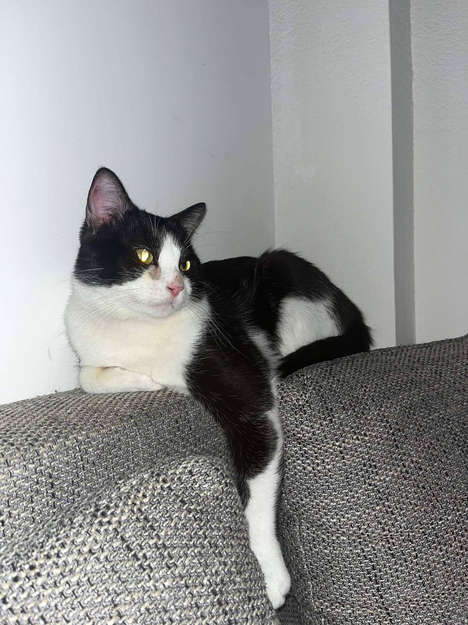 Noopy participe au concours pour gagner de l'argent avec cette photo : black_cat, carnivore, cat, comfort, domestic_short_haired_cat, felidae, flooring, fur, grey, hardwood, monochrome_photography, paw, sitting, small_to_medium_sized_cats, snout, tail, whiskers, wood