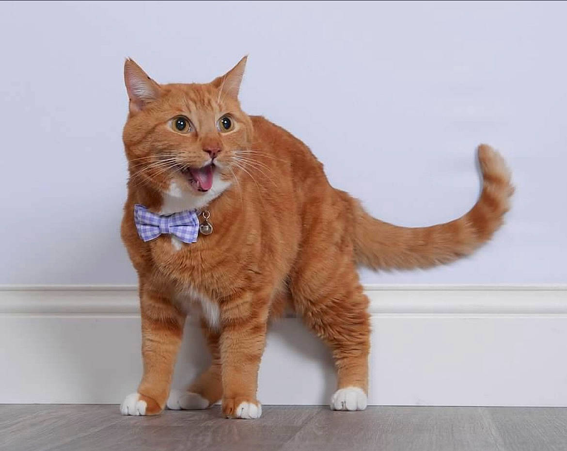 Red is registered to the contest to win money with this photo: carnivore, cat, claw, domestic_short_haired_cat, eye, fawn, felidae, flooring, foot, fur, gesture, liver, paw, small_to_medium_sized_cats, tail, terrestrial_animal, whiskers, window, wood