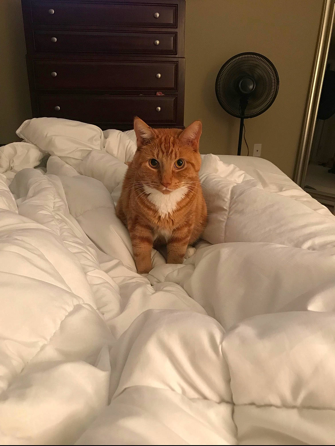 Red joined the competition — help win amazing prizes! bed, bedding, brown, cabinetry, carnivore, cat, comfort, drawer, felidae, fur, furniture, grey, hardwood, home_appliance, linens, mechanical_fan, small_to_medium_sized_cats, textile, whiskers, wood